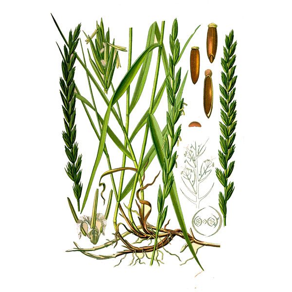 Трава полынь: описание, свойства и применение