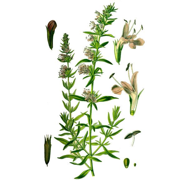 Трава иссопа полезные свойства и применение СТАРОСЛАВ купить в Москве ...