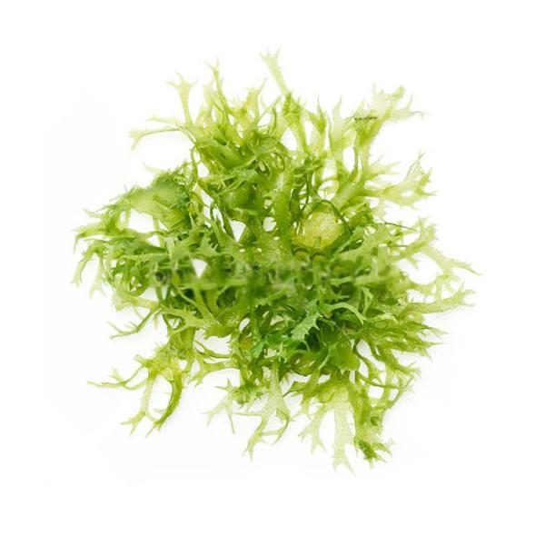 Зеленые водоросли Тосака, сушеные, 100 гр