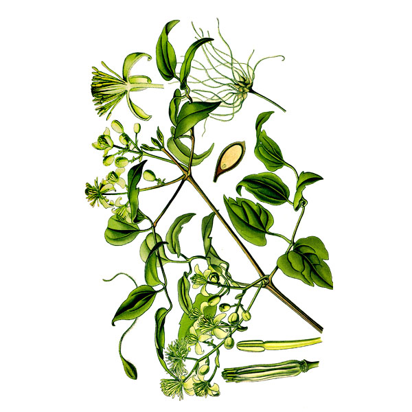 Ломонос шестилепестковый трава полезные свойства и применение СТАРОСЛАВ ...